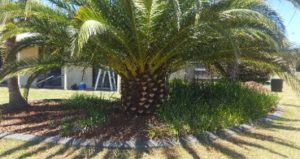 Palm Trimming After - Gardener Toowoomba - GreenGrass Mowing and Lawn Care
