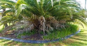 Palm Trimming Before - Gardener Toowoomba - GreenGrass Mowing and Lawn Care
